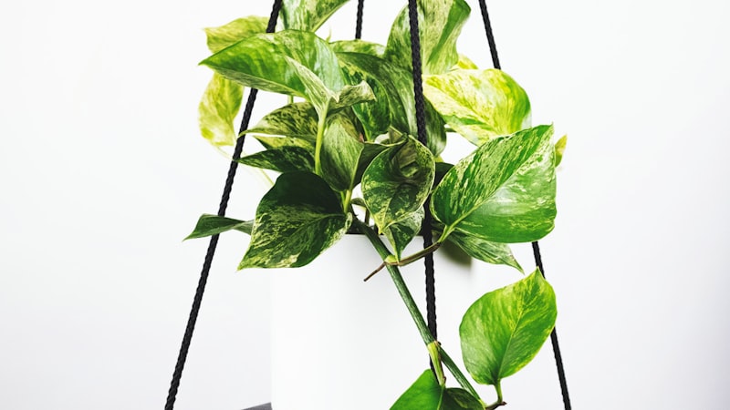 世界杯决赛直播高清画面 - 球员激烈角逐瞬间